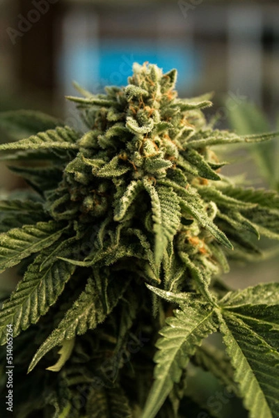 Fototapeta flower bud