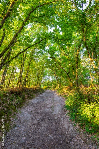 Fototapeta Underwood footpath in lush vegetation