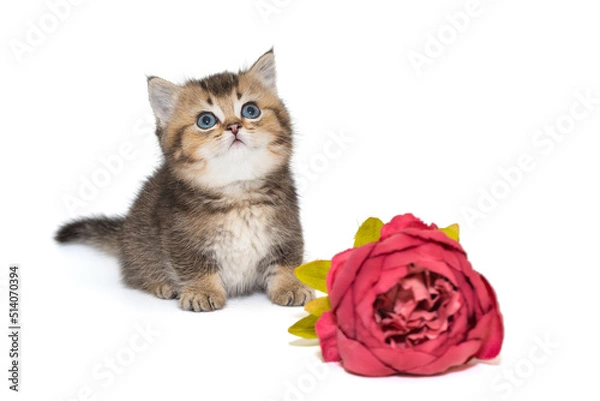 Fototapeta Small Scottish kitten and a red flowe