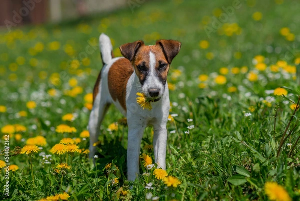 Fototapeta Happy Little Puppy Having Fun on the Backyard. Super Cute Pedigree Smooth Fox Terrier Dog Stands Aware on the Lawn. Sunny Day Outdoors