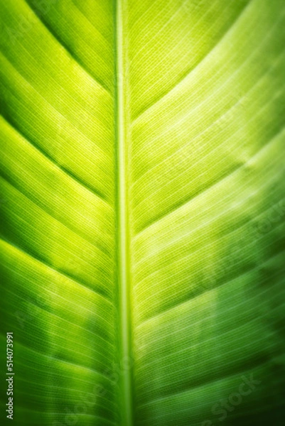 Fototapeta Blatt Textur Grün