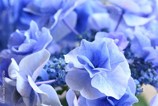 Obraz アジサイ 月組