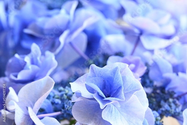 Obraz アジサイ 月組