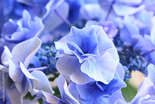 Obraz アジサイ 月組