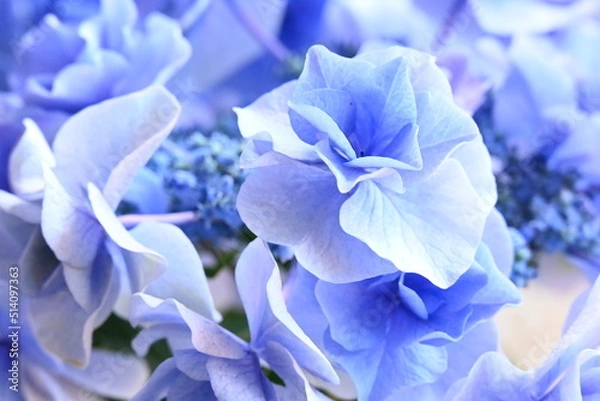 Obraz アジサイ 月組