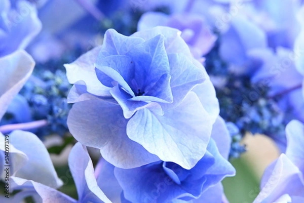 Obraz アジサイ 月組