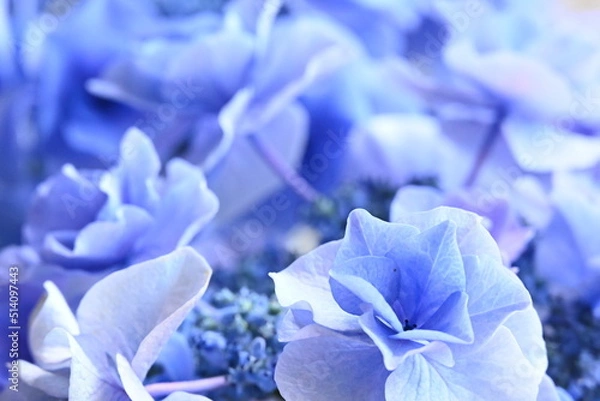 Obraz アジサイ 月組