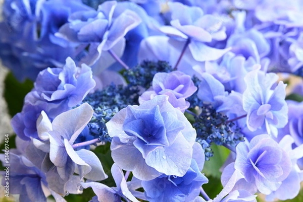 Obraz アジサイ 月組