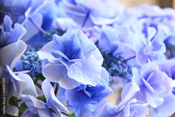 Obraz アジサイ 月組