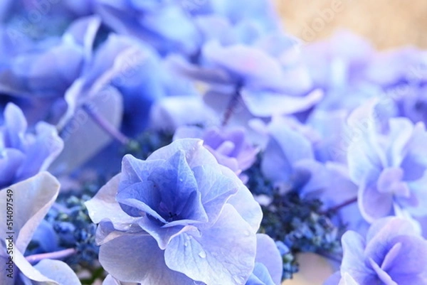 Obraz アジサイ 月組