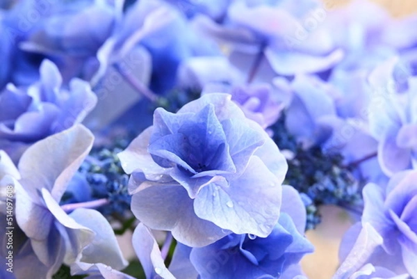 Obraz アジサイ 月組