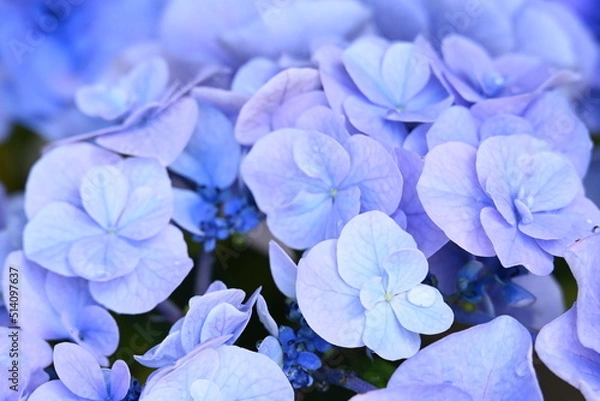 Obraz アジサイ 月組