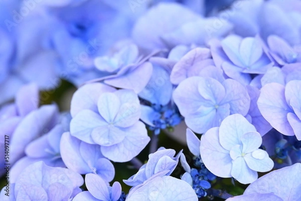 Obraz アジサイ 月組