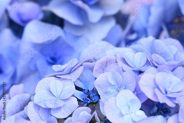 Obraz アジサイ 月組