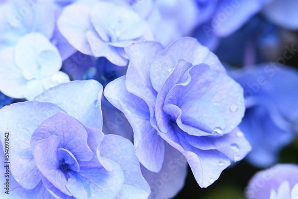 Obraz アジサイ 月組