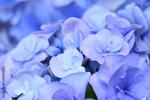 Obraz アジサイ 月組