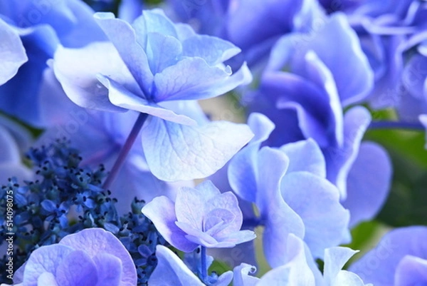 Obraz アジサイ 月組