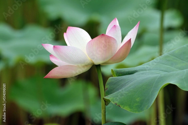 Obraz Blossoming lotus flowers