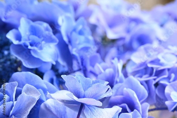 Obraz アジサイ 月組