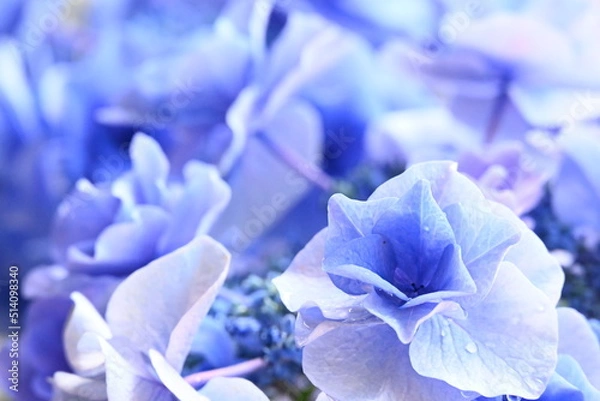 Obraz アジサイ 月組