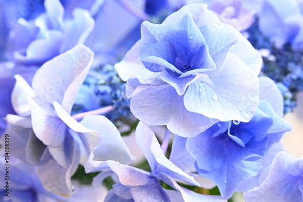 Obraz アジサイ 月組