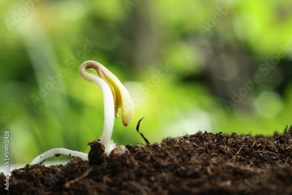Fototapeta Seedling are sprouting from fertile ground.