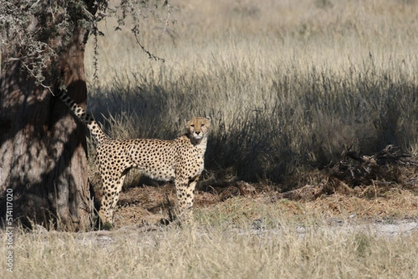 Fototapeta Kgalagadi Transfrontier National Park, South Africa: Acinonyx jubatus The cheetah marking its territory