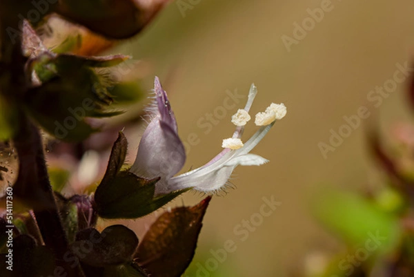 Fototapeta basil flower