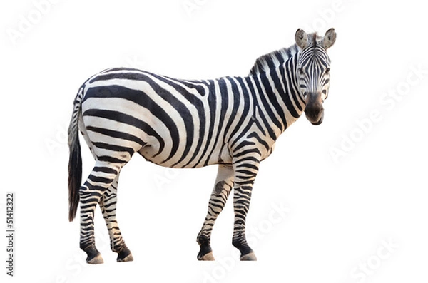 Fototapeta Zebra izolowana