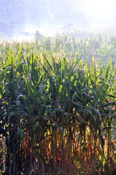 Fototapeta Corn fields with sunlight in the morning.