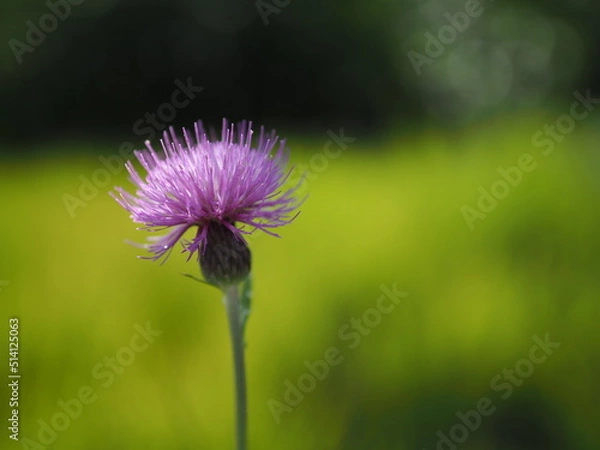 Obraz 初夏の日ざしをたっぷり浴びるノアザミ