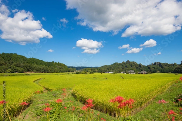 Fototapeta 田んぼと彼岸花