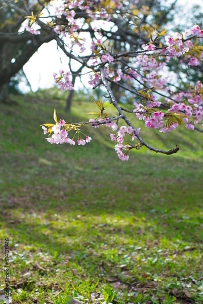Obraz 桜の花が降ってくる