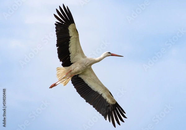 Obraz Storch im Flug