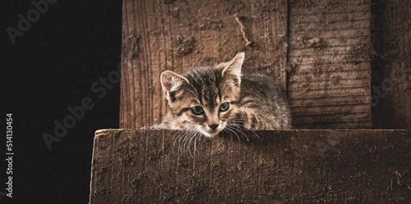 Obraz Katze im Kuhstall