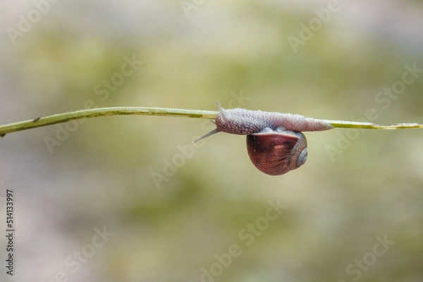 Obraz Schnecke auf einem Grashalm