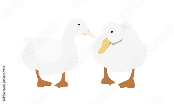 Fototapeta 2羽のアヒル