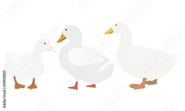 Fototapeta 会話する3羽のアヒル