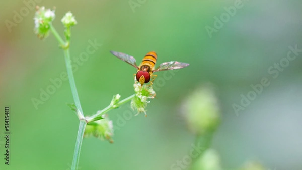 Fototapeta 蜜を吸うハナアブ