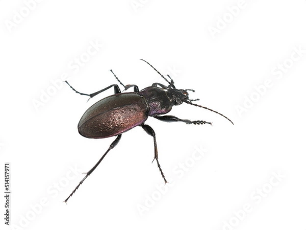 Fototapeta The big shiny ground beetle Carabus nemoralis on white background