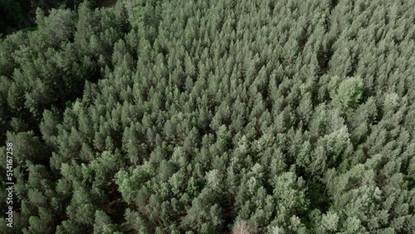 Obraz Deep green forest in Ural