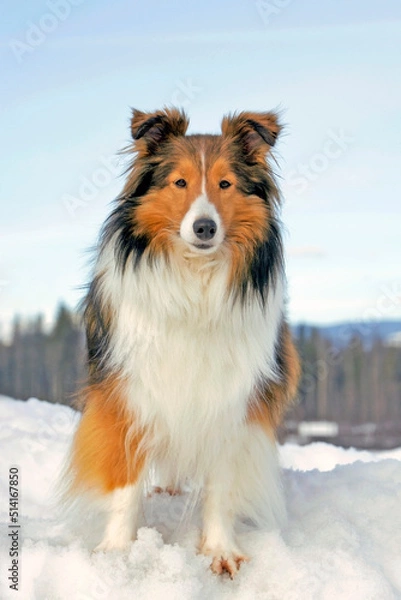 Fototapeta Shetland sheepdog in winter on snow hill, looking at camera, blue sky .
