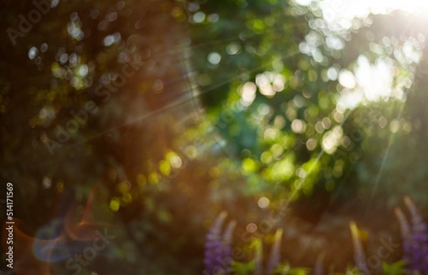 Fototapeta natural green background. Natural bokeh in the sun