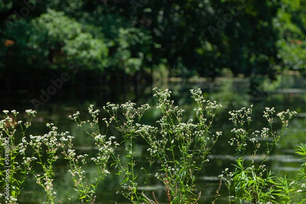 Obraz 公園に咲くヒメジョオン、東京