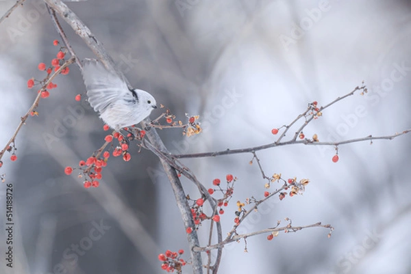 Obraz ナナカマドに飛びつくシマエナガ