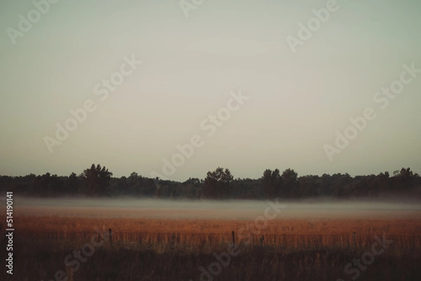 Fototapeta field with mist clouds on the ground in dawn