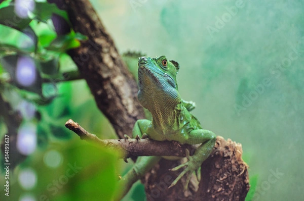 Fototapeta Grüne Eidechse auf einem Baum 