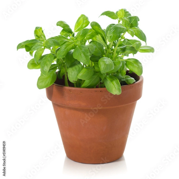 Obraz Basil plant