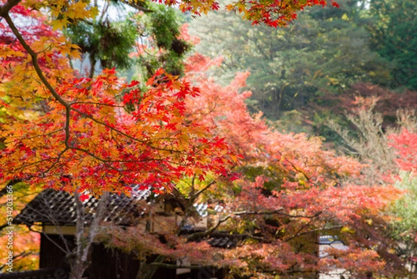 Obraz 丹波篠山地方の紅葉