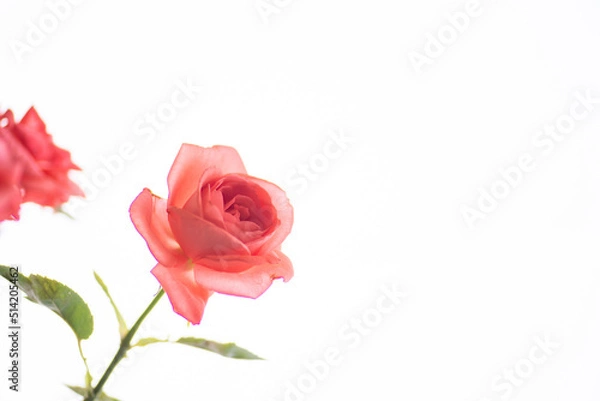 Fototapeta 満開のバラの花